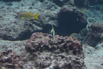 ヨスジフエダイとツノダシ ヨスジフエダイとツノダシ