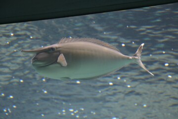 テングハギ テングハギ