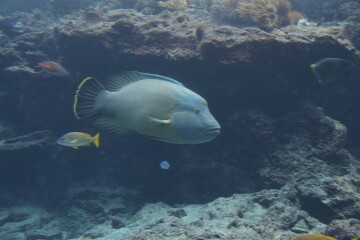 メガネモチノウオ メガネモチノウオ