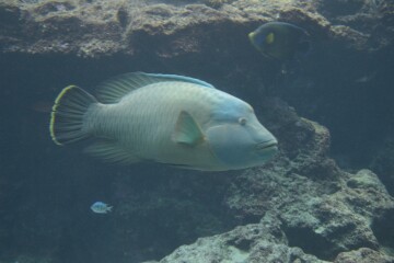 メガネモチノウオ メガネモチノウオ