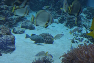 ナンヨウツバメウオ ナンヨウツバメウオ