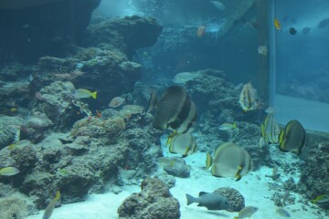 ツバメウオ ツバメウオ