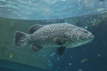 タマカイ タマカイ