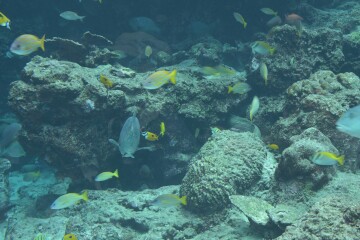 熱帯魚の海 熱帯魚の海