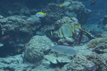 熱帯魚の海 熱帯魚の海