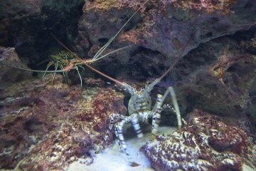 ゴシキエとニシキエビビ ゴシキエビとニシキエビ