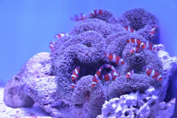 カクレクマノミ カクレクマノミ