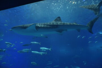 ジンベエザメ ジンベエザメ