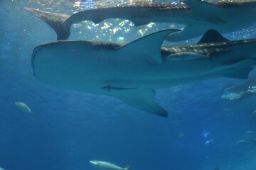 ジンベエザメ ジンベエザメ