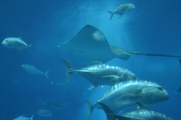 黒潮の海 黒潮の海