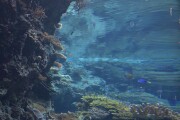 サンゴの海 サンゴの海