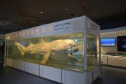 メガマウスザメ液浸標本 メガマウスザメ液浸標本