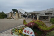 花カメ 沖縄美ら海水族館