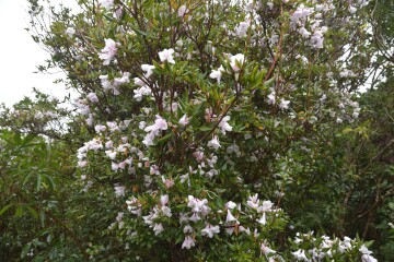 サクラツツジ サクラツツジ