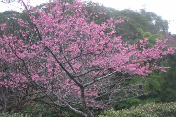 満開 ヒカンザクラ
