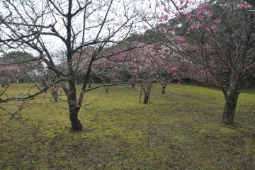ヒカンザクラ ヒカンザクラ