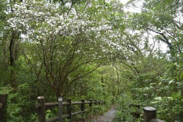 サクラツツジ サクラツツジ