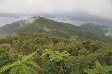 ヒカゲヘゴ ヒカゲヘゴ