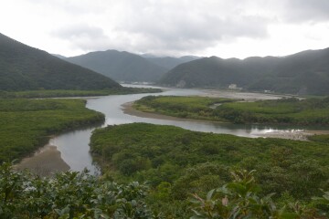 マングローブ林 マングローブ林