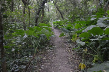 クワズイモ クワズイモ