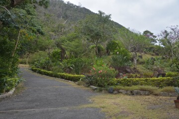 亜熱帯植物庭園 亜熱帯植物庭園
