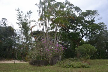 亜熱帯植物庭園 亜熱帯植物庭園