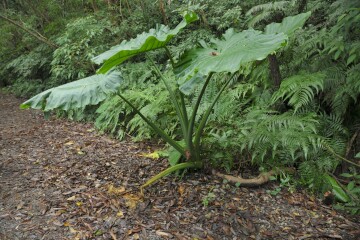クワズイモ クワズイモ