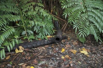 朽ちたヒカゲヘゴの幹 ヒカゲヘゴ