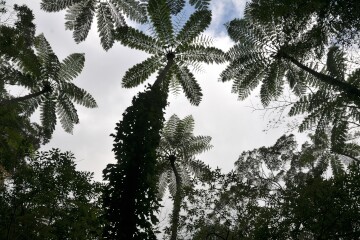 ヒカゲヘゴ ヒカゲヘゴ