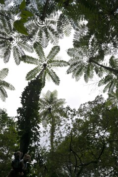 ヒカゲヘゴ ヒカゲヘゴ