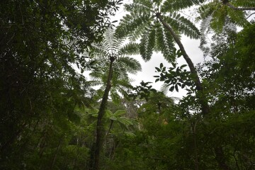 ヒカゲヘゴ ヒカゲヘゴ