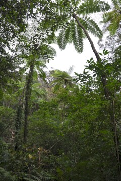 ヒカゲヘゴ ヒカゲヘゴ