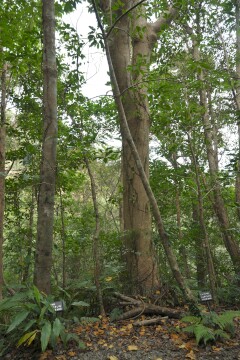 ションベンノキ ションベンノキ