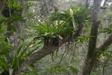 オオタニワタリ オオタニワタリ