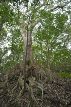 オキナワウラジロガシ オキナワウラジロガシ