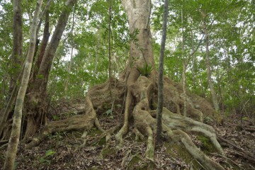 オキナワウラジロガシ オキナワウラジロガシ