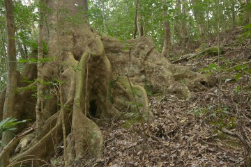 オキナワウラジロガシの板根 オキナワウラジロガシの板根