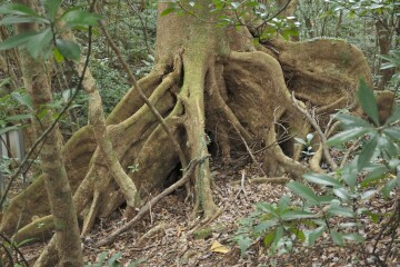 オキナワウラジロガシの板根 オキナワウラジロガシの板根