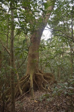 オキナワウラジロガシの板根 オキナワウラジロガシの板根