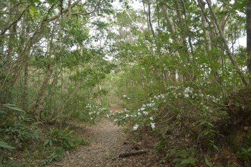 サクラツツジ サクラツツジ