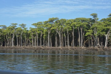 マングローブ林 マングローブ林