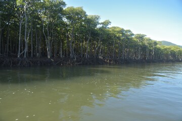 マングローブ林 マングローブ林