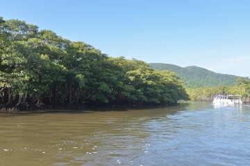 マングローブ林 マングローブ林