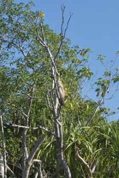 カンムリワシ カンムリワシ