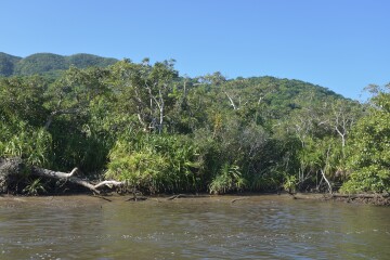 アダンの群落 アダン