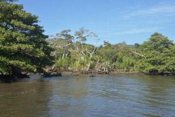 マングローブ林 マングローブ林