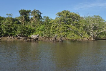 マングローブ林 マングローブ林