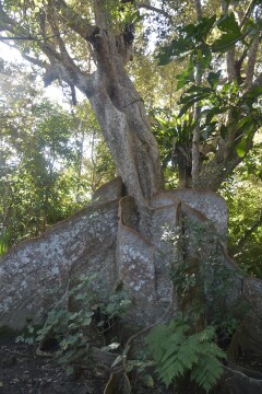 サキシマスオウノキ サキシマスオウノキ