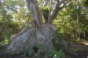 サキシマスオウノキ サキシマスオウノキ