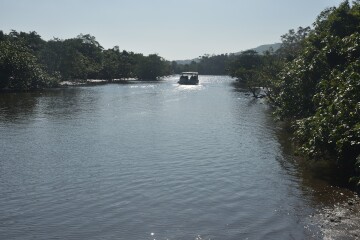 マングローブクルーズ マングローブクルーズ